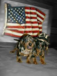 Check spelling or type a new query. Ashley Il 618 521 0159 Happy Tails Enterprises