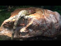 We did not find results for: Caiman Lizard For Sale Near Me 07 2021