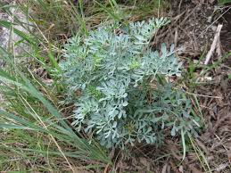 Image result for Ruta graveolens