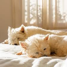 We did not find results for: West Highland White Terrier Pdsa