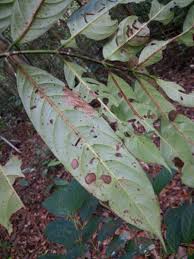 Image result for Gaertnera