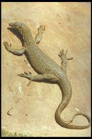 900 Lizards Ideas In 2021 Lizard Reptiles Reptiles And Amphibians