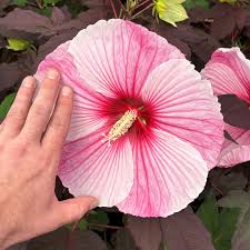 Image result for Hibiscus