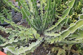 Image result for Euphorbia pseudopetiolata