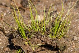 Image result for Marsileaceae