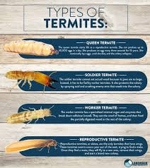 All About Termites And How To Get Rid Of An Infestation In 2020 Types Of Termites Termites Termite Control