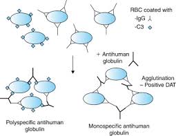 Image result for Direct Coombs