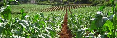 Image result for marche tabacco da rollare