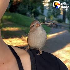 The Dodo