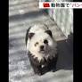 中国の動物園で「パンダ犬」が出現 その正体は毛を染めた犬のチャウチャウ