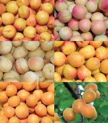 Relatively late blooming for an apricot, so recommended for climates with unpredictable spring snows and frosts. Genetic Resources Of Apricots Prunus Armeniaca L In Central Asia In Hortscience Volume 48 Issue 6 2013