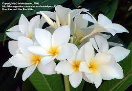 Plantfiles Pictures Plumeria Venezuelan Snowball Plumeria Rubra By Twistedparrot Plumeria Flower Landscape Tropical Backyard