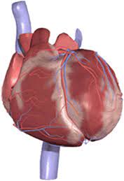 Gif Corazon Humano Latiendo Gifs E Imagenes Animadas Interactive Anatomy Human Body Anatomy Medical Knowledge