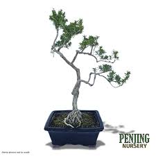 Image result for rosemary bonsai
