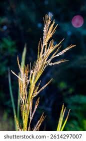 Image result for Hyparrhenia nyassae