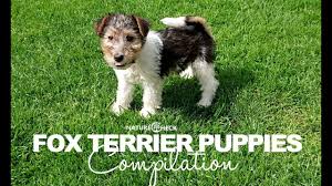 In fact, there are roughly 30 unique dog breeds in this category. Fox Terrier Puppies Compilation Youtube