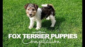 With their breeder, waiting for you! Fox Terrier Puppies Compilation Youtube