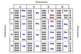 Il codice genetico è infatti composto dalle 64 triplette possibili di cui 61 codificanti per un determinato aminoacido e tre di fine lettura o codoni non senso gli studi sui ribosomi batterici hanno chiarito molto sia della loro composizione sia del loro ruolo nella sintesi proteica. Il Codice Genetico E Degenerato