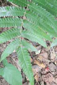 Image result for Christella dentata