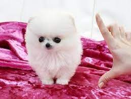Cute Baby Teacup Pom This Is The Cutest Thing I Have Ever Seen Cute Baby Puppies Pomeranian Puppy For Sale Pretty Dogs