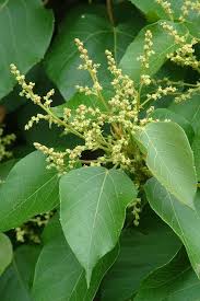 Image result for Macaranga capensis