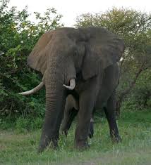 Do you know any good tips, like big elephants can't always use small exits to remember how to spell the word because? African Elephant Wikipedia