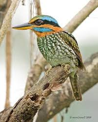 Spotted Bird With Red Patch On Back Of Head Spotted Wood Kingfisher Actenoides Lindsayi Endemic To The Philippines By Neon2rosell On Flickr Www Facebook Pet Birds Kingfisher Bird Kingfisher