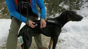 Dieses zuggeschirr wurde von profis aus der zughundesport szene für hunde. Zughundegeschirr Freemotion Nonstop Wilder Hund Youtube