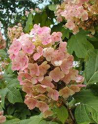 It is compact and dwarf in habit, and the flowers cover every inch of the plant right down to the ground. Hydrangea Identification Hydrangea Not Blooming Hydrangea Landscaping Oakleaf Hydrangea