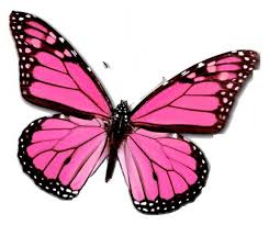 Choose from 270+ pink butterfly graphic resources and download in the form of png images. 33 Pink Butterfly Ideas Pink Butterfly Butterfly Beautiful Butterflies