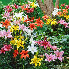 The lily is an every occasion flower since it is so versatile in mixed bouquets or standing. The Different Types Of Lilies K Van Bourgondien