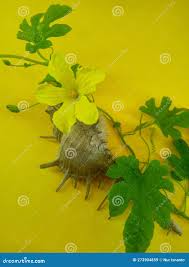 Image result for Momordica balsamina