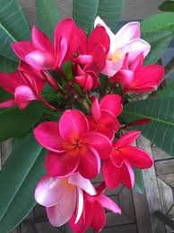 Plumeria Tropical Flower Plants Beautiful Flowers Beautiful Roses
