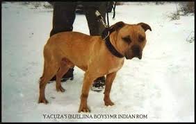 Pin On American Pit Bull Terrier Apbt Game Dog Working Pitbull Conditioned Apbt Pitbull Bull Dogs Pitbull Dog Red Nose Adba