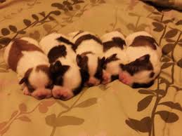 We loved her so much and looking for another maybe a rescue. Myteddybearpups Com Home Facebook