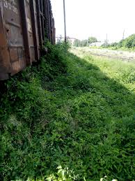 Image result for Clematis uhehensis