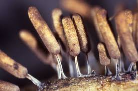 Image result for Stemodiopsis