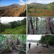 Image result for Cerastium octandrum