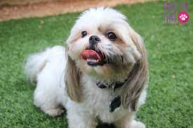 Shih Tzu Dental Care Shihtzu Time