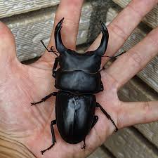 オオクワガタ 90