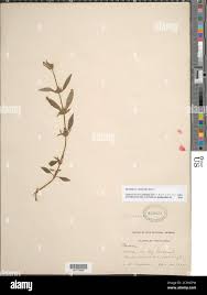 Image result for Spermacoce ocymoides