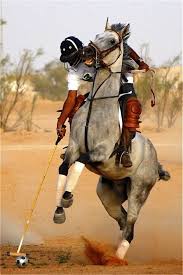 Polo Argentino Polo Pony Polo Horse Horses