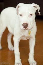 Tofu The Dog Deaf White Pitbull Mix White Pitbull Baby Dogs Cute Animals