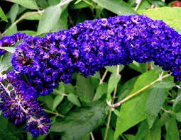 Butterfly bushes are deciduous shrubs, while the deciduous lilacs are in both shrub and tree form. Butterfly Bush Care And Maintenance Garden Mandy
