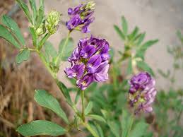 Image result for Medicago sativa