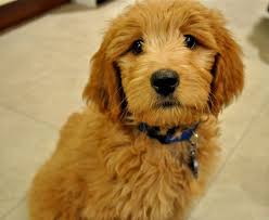When you're ready to add one or more to your family. Doodlelane Home Raised Goldendoodle And Labradoodle Puppies Labradoodle Puppy Beautiful Dogs Goldendoodle