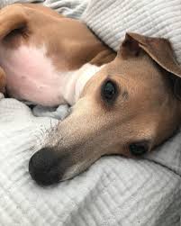 Peach On Instagram Mornin Miss My Dog Animal Pictures Italian Greyhound