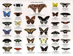 Florida Butterfly Identification Guide Google Search