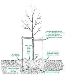 How and when to plant a tree. New Tree Planting
