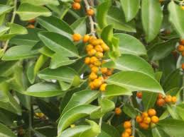 Image result for Suregada